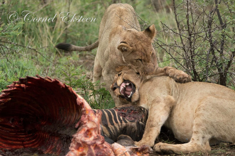 Impodimo Game Lodge Madikwe Game Reserve Eksteriør bilde